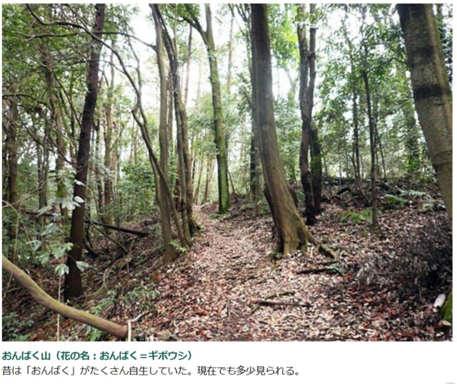 おんばく山（花の名：おんばく＝ギボウシ） 昔は「おんばく」がたくさん自生していた。現在でも多少見られる。