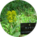 自然観察クラブ